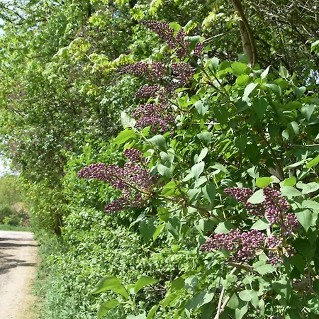Swierkocin